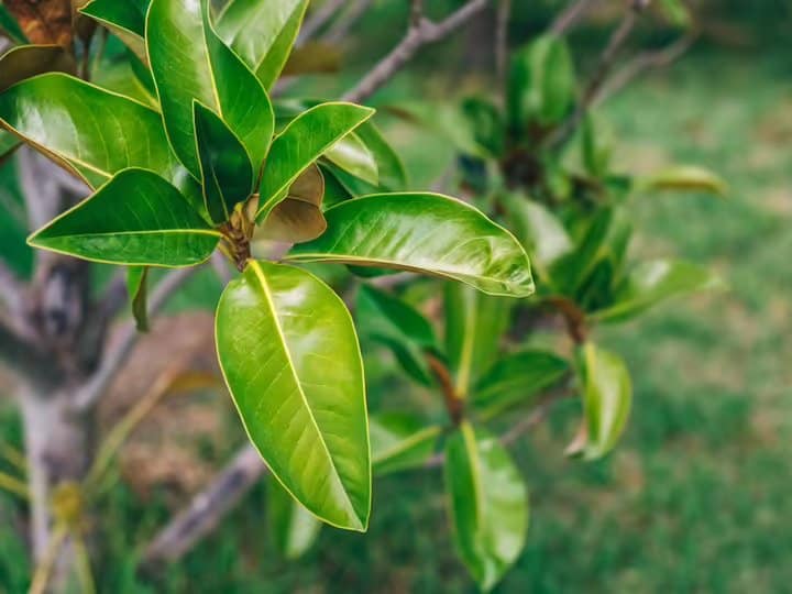 Cure for many diseases is hidden in mango leaves… start eating like this