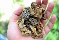 ਭਾਰਤ ਦੀ ਇਸ ਮਹਿੰਗੀ ਸਬਜ਼ੀ ਦੀ ਵਿਦੇਸ਼ਾਂ ਵਿੱਚ ਹੈ ਚੰਗੀ ਮੰਗ, 30 ਹਜ਼ਾਰ ਰੁਪਏ ਪ੍ਰਤੀ ਕਿਲੋ ਹੈ ਇਸ ਦੀ ਕੀਮਤ