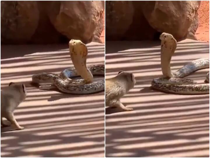 fight is seen between mongoose and dangerous snake in forest video goes viral Video: आमने सामने की लड़ाई में नेवले ने छुड़ाए सांप के पसीने, रोंगटे खड़े कर देगा वीडियो