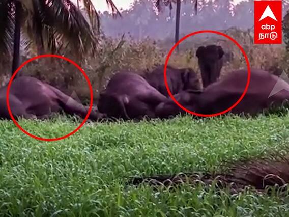 Dharmapuri Elephant : மின்சாரம் தாக்கி உயிரிழந்த 3 யானைகள்.. இறந்த தாய் யானையை சுற்றிவரும் குட்டிகள்