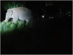 खटीमा: जंगलों में होने लगा अतिक्रमण तो खेतों में घुसने लगे हाथी, फसलों को रौंदकर किया नष्ट