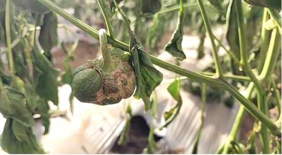 सिमला मिरची उत्पादक ब्लॅक थ्रीप्स किडीमुळे अडचणीत