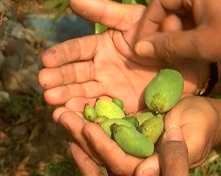 Agriculture News: The bloom on the mango from unseasonal has broken, the mangoes are expected to become expensive Mango: માવઠાથી આંબા પર આવેલો મોર અને ખાખડી તૂટી પડી, કેરી મોંઘી થવાના અણસાર