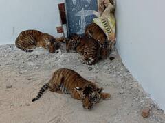 कहां से घर में आए टाइगर के 4 बच्चे, वीडियो देखकर होगी हैरानी, अब बाघिन की हो रही खोज