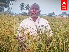 Mappillai Samba Rice : இயற்கை உரம்.. பாரம்பரிய ரக அரிசி..அசத்திக்காட்டும் விவசாயி ! |