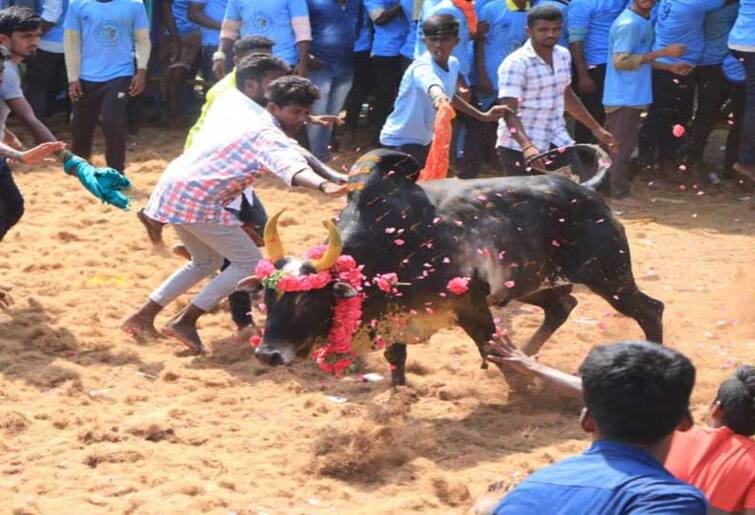 35 people injured in jallikattu competition held in Pudukottai district TNN புதுக்கோட்டை மாவட்ட ஜல்லிக்கட்டு போட்டியில் 35 பேர் காயம்
