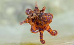 Science News: বড় মনের অধিকারী! আট হাত রয়েইছে, অক্টোপাসের হৎপিণ্ডের সংখ্যাও একাধিক