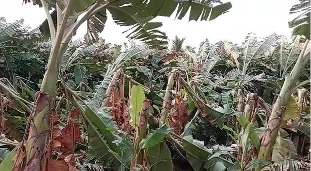 Unseasonal Rain : सोलापूरच्या करमाळा तालुक्यातील वाशिंबे परिसरात  काल मध्यरात्री झालेल्या जोरदार वादळी वाऱ्यामुळे केळी बागा जमीनदोस्त झाल्या.
