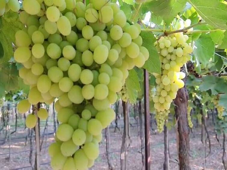 Agriculture news Big Fall in price of exportable grapes Farmers of Sangli district are worried  Grapes : निर्यातक्षम द्राक्षाच्या दरात मोठी घसरण, सांगली जिल्ह्यातील शेतकरी चिंतेत