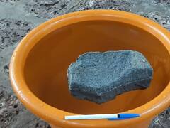 सिंधुदुर्गातील वेंगुर्ले येथे सापडला पाण्यावर तरंगणारा दुर्मिळ 'प्युमिस' दगड