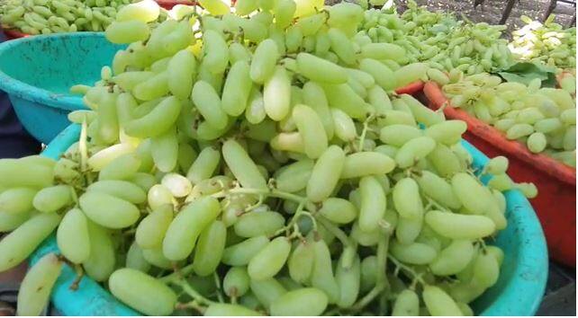 सांगली जिल्ह्यात द्राक्ष निर्यातीला गती आली आहे, मात्र निर्यातक्षम द्राक्षाच्या दरात मोठी घसरण झाली आहे.