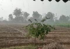 यूपी में मौसम ने बढ़ाई किसानों की मुसीबत, फसलों को नुकसान, आंधी और बारिश के आसार