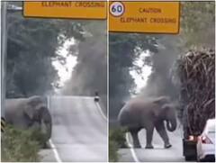 जंगल से गुजर रहे ट्रक से हाथी ने वसूला टोल टैक्स, बीच रास्ते रोककर उतार लिया गन्ना