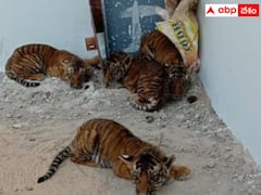 పులి కూనల తల్లి కోసం 