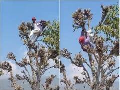 होली के मौके पर शराब के नशे में धुत्त होकर पेड़ पर चढ़ा शख्स, यूजर्स की अटक गई सांसें
