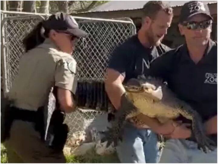 Texas woman arrested for pet crocodile at home stole egg 20 years ago from zoo 20 साल पहले चिड़ियाघर से चुराया खतरनाक जीव का अंडा, प्यार से पाला, पर राज खुलते ही लगा भारी जुर्माना