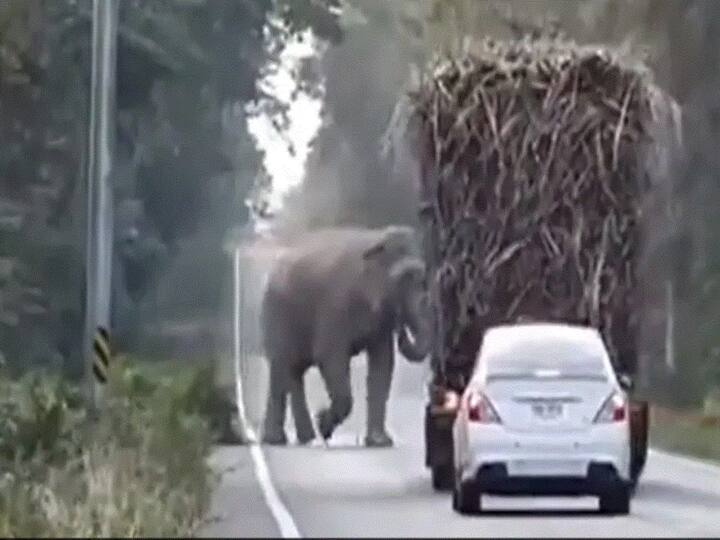 Jumbo Toll Tax Collector Elephant Stops Truck On Highway To Eat Sugarcane, Video Goes Viral 'Jumbo Toll Tax Collector': Elephant Stops Truck On Highway To Eat Sugarcane, Video Goes Viral