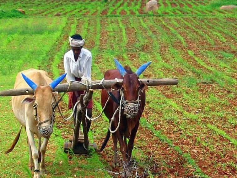 Maharashtra Economic Survey There will be an increase in the production of cereals  oil seeds cotton and sugarcane Maharashtra Economic Survey : तृणधान्य, तेलबियांसह कापूस आणि ऊसाच्या उत्पादनात वाढ होणार, कृषीत 10.2 टक्के वाढीचा अंदाज 