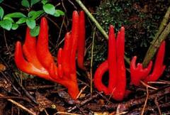 ਇਹ ਹੈ ਦੁਨੀਆ ਦਾ ਸਭ ਤੋਂ ਜ਼ਹਿਰੀਲਾ ਮਸ਼ਰੂਮ, ਖਾਣਾ ਤਾਂ ਦੂਰ, ਇਸ ਨੂੰ ਛੂਹ ਕੇ ਹੀ ਹੋ ਜਾਵੋਗੇ ਬੀਮਾਰ