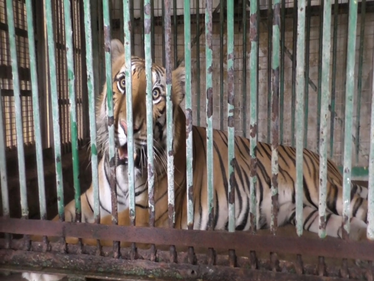 Nagammal Vandalur : வண்டலூர் பூங்காவில் புலிகளை பராமரித்து வரும் சிங்கப்பெண் நாகம்மாளின் கதை இது..