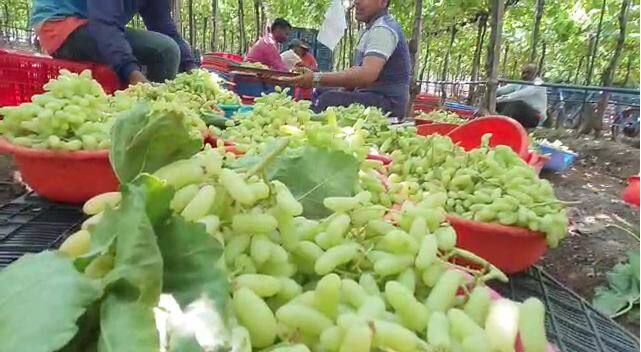 नाशवंत माल असल्याने द्राक्ष व्यापारी शेतकऱ्यांकडून कमी दरात द्राक्ष खरेदी करत आहेत.