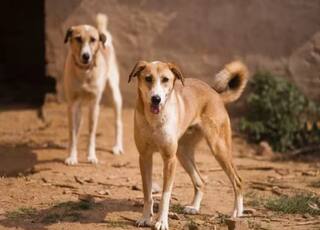 ਕੁੱਤੇ ਕਈ ਵਾਰ ਬਾਈਕ ਜਾਂ ਕਾਰਾਂ ਦੇ ਪਿੱਛੇ ਕਿਉਂ ਭੱਜਦੇ ਹਨ? ਸਮਝੋ ਕਿ ਇਸਦਾ ਕੀ ਕਾਰਨ ਹੈ