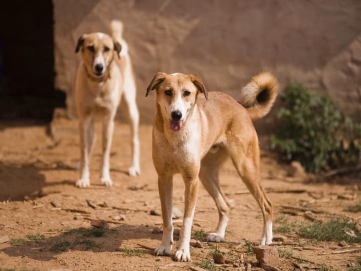 Delhi: Stray Dogs Maul Minor Siblings To Death In Vasant Kunj Delhi: Stray Dogs Maul Minor Siblings To Death In Vasant Kunj