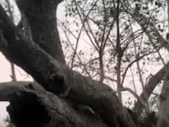 200 साल पुराने पीपल के पेड़ पर 150 से ज्यादा अजगरों का आशियाना, किसी को नहीं पहुंचाते नुकसान!