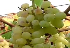 Rain : अवकाळी पावसाचा 'दगा', द्राक्ष बागांचं मोठं नुकसान