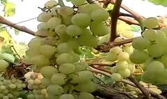 Rain : अवकाळी पावसाचा 'दगा', द्राक्ष बागांचं मोठं नुकसान