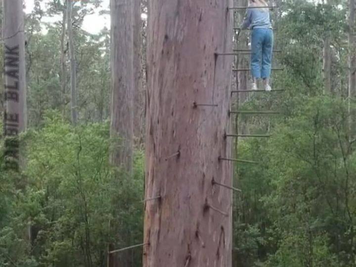 पेड़ पर चढ़ने के लिए सीढ़ियों का ये जुगाड़ काबिल-ए-तारीफ है. हालांकि, इस पर चढ़ना सबके बस की बात नहीं है. पतली-पतली लोही की सलाखों से बनी ये सीढ़ियां देख कर किसी की भी रूह कांप जाए. इन पर चढ़ने से पहले इंसान सौ बार सोचता होगा.