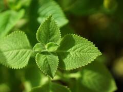 Karpooravalli Benefits: கற்பூரவல்லி இலைகள்: மருத்துவ பயன்கள் என்ன? எப்படி பயன்படுத்தலாம்?