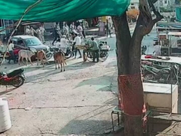 In Kota Uncontrollable Car Crushed  Calf 4 people are also injured Ann Kota Accident: कोटा में बेकाबू कार ने मचाया कहर, गाय के बछड़े को कुचला; 4 लोग भी हुए घायल