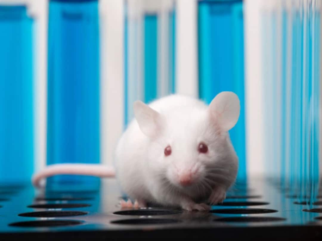 In A First, Researchers Make Eggs From Male Cells, Create Mice With Two Biological Fathers: Reports In A First, Researchers Make Eggs From Male Cells, Create Mice With Two Biological Fathers: Reports