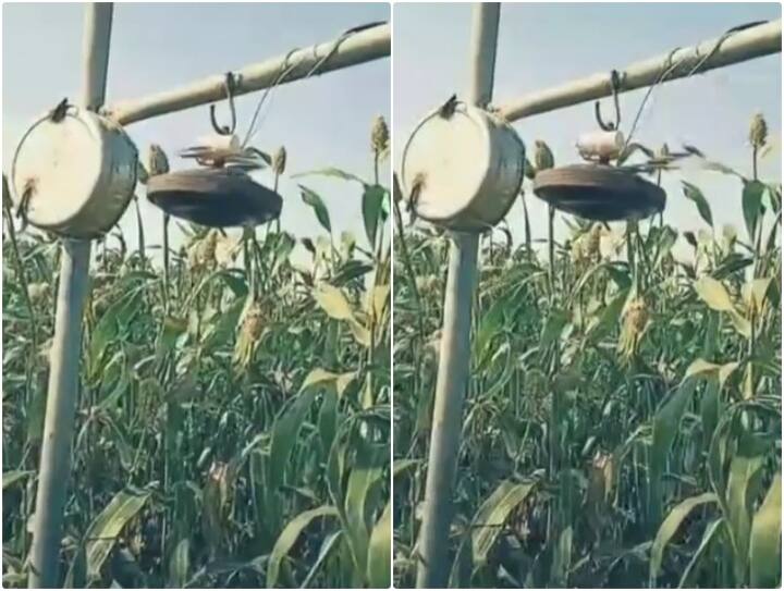 Desi jugaad made from fan motor can easily keep animals and birds away from field Jugaad Video: पंखे की मोटर से किसान ने लगाया गजब का जुगाड़, खेत से दूर रहेंगे पशु और पक्षी 