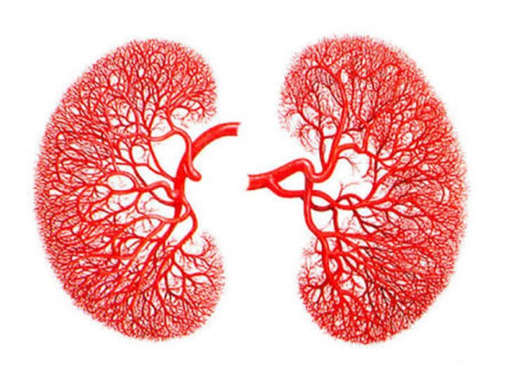 World Kidney Day 2023: நம் அன்றாட வாழ்வில் செய்யும் இந்த 7 விஷயங்கள் கிட்னியை பாதிக்கிறதாம்… தெரிஞ்சுக்கோங்க!