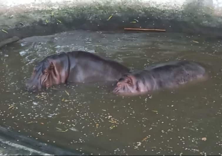 Hippopotamus attacks zoo curator and security supervisor at Kamatibag zoo in Vadodara Vadodara: વડોદરાના કમાટીબાગ ઝુમાં હીપોપોટેમસે ઝુ કયુરેટર અને સિક્યુરિટી સુપરવાઇઝર પર કર્યો હુમલો, એકની હાલત નાજુક