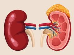 World Kidney Disease : क्रॉनिक किडनी डिसीज टाळण्यासाठी उपाय कोणते?