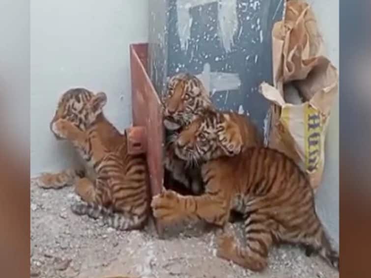 4 Cubs Found In Andhra Village Trap Cams Team Of 300 Search For Tigress தவிக்கும் புலி குட்டிகள்... தாயுடன் சேர்க்க தொடர் முயற்சி... களத்தில் இறங்கிய 300 பேர் கொண்ட குழு..!