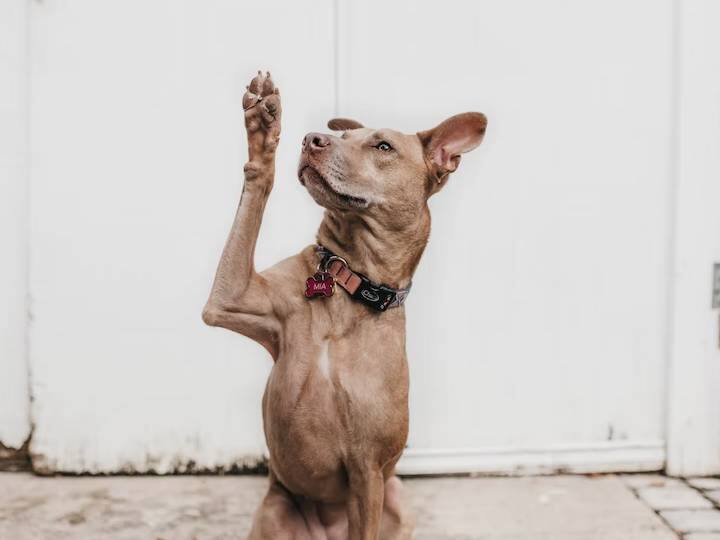 60 year old man Killed thousand dogs in South Korea Crime: 1000 நாய்களை பட்டினிபோட்டு கொன்ற நபர்... காரணத்தைக் கேட்டு அதிர்ச்சியடைந்த போலீசார்..!