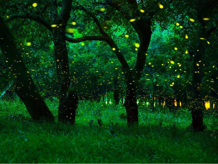 पुरुषवाडी वन, महाराष्ट्र :- महाराष्ट्र का यह आदिवासी गांव गर्मियों में बड़ी संख्या में पर्यटकों को आकर्षित करता है. लाखों जुगनू अपने प्रजनन काल के दौरान साथी को आकर्षित करने के लिए गोधूलि (Twilight) के समय बायोलुमिनसेंस (Bioluminescence) का उत्पादन करते हैं. मई और जून के महीनों के दौरान यहां ये जुगनू पेड़ पर बैठकर अपने साथी को आकर्षित करने के लिए टिमटिमाते रहते हैं. जिन्हे देखकर लगता है कि पेड़ और आसपास की चीजें रोशन हो रही हैं.