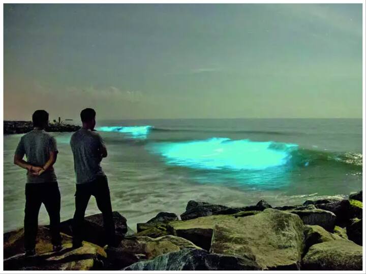 मट्टू बीच, कर्नाटक :- पिकनिक, सैर और सूर्यास्त के अद्भुत दृश्यों के लिए यह तट प्रसिद्ध है. यहां की दिलचस्प बात यह है कि रात के समय यहां का पानी चमकता है. समुद्री जीवविज्ञानी के मुताबिक, नोक्टिलुका स्किनटिलन्स (Noctiluca scintillans) नामक सूक्ष्मजीव के कारण ऐसा होता है.