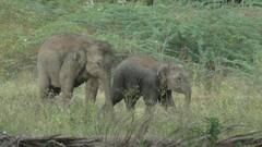 தாய் இறந்த இடத்திற்கு வந்து சுற்றி சுற்றி  பார்க்கும் குட்டிகள் - காண்போரை கண் கலங்க வைக்கும் யானைகள்