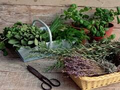 Kalmegh: Know The Health Benefits, Uses And Side Effects Of This Herb