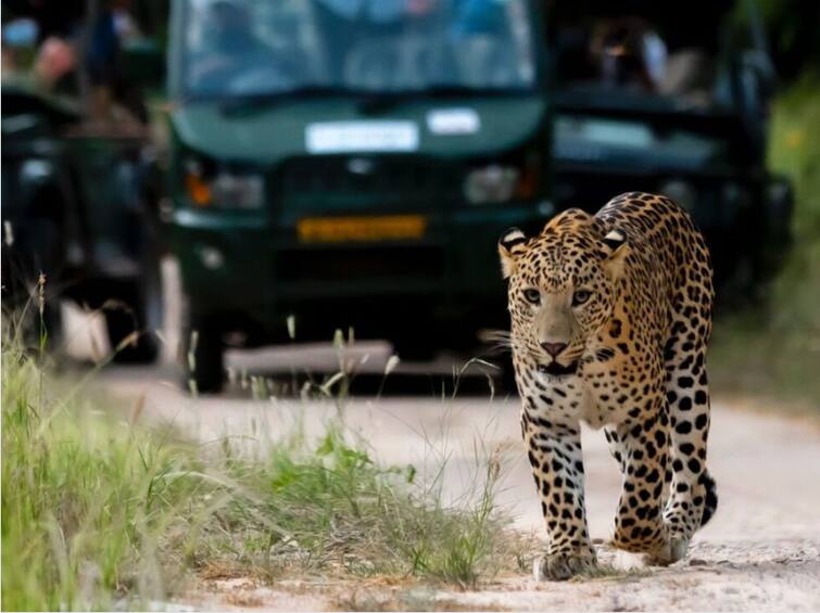 Leopard Safari junnar devendra fadanvis ajit pawar baramati maharashtra budget 2023 Leopard Safari : देवेंद्र फडणवीसांचा अजित पवारांना धक्का; बिबट सफारी जुन्नरमध्येच होणार; फडणवीसांनी घोषणा