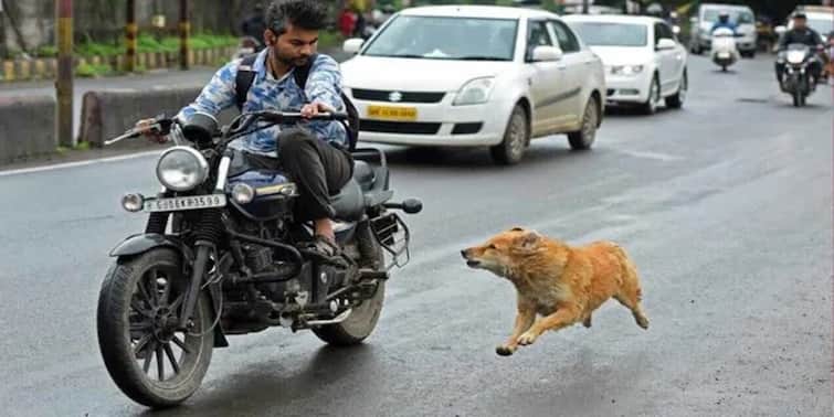 Why do dogs sometimes run behind bikes or cars? Understand what causes it કાર અને બાઇકની પાછળ કેમ દોડે છે કૂતરા ? આ છે તેનું કારણ