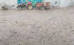 Rain : अवकाळी पावसाचा 'दगा', द्राक्ष बागांचं मोठं नुकसान