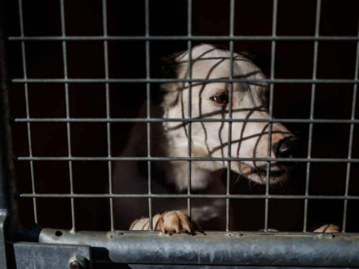 South korea animal abuse man lock up thousand starves dog to death बड़ा बेरहम है ये शख्स! भूख से तड़पा-तड़पा कर मार डाले 1000 कुत्ते