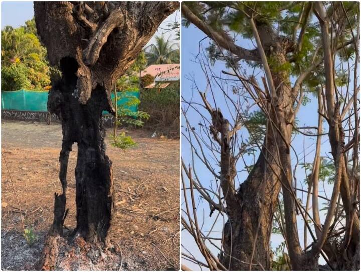 tree trunk left green and still standing after being completely gutted by fire Nature Video: आग लगाए जाने के बाद भी खड़ा रहा हरा-भरा पेड़, वीडियो देख होगी हैरानी