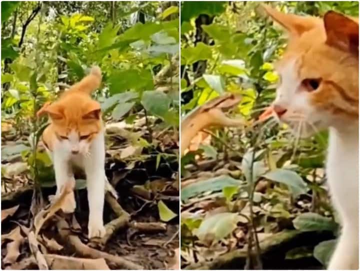 cat is seen fighting with poisonous and dangerous snake in viral video Video: जबरदस्ती सांप ने बिल्ली को दी चुनौती, एक ही पंच में हालत हो गई खस्ता